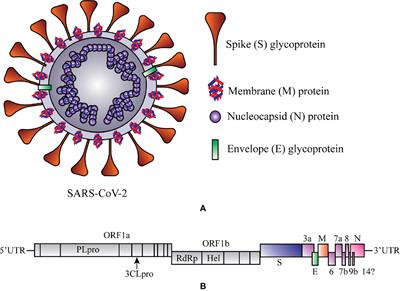 Potential Therapeutic Options for COVID-19: Current Status, Challenges, and Future Perspectives